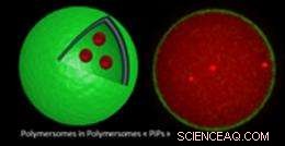 Polymersome Nanovesicles Mimic Cellular Architecture in a Russian-Doll Design