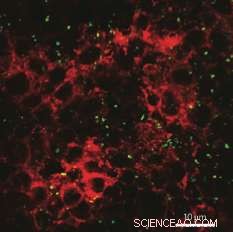 Engineered Nanoparticles in Food and Medicine Pose Potential Health Risks