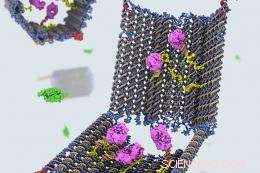 DNA Nanorobot Triggers Targeted Therapeutic Responses