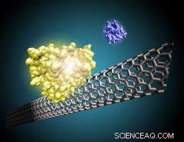 Carbon Nanotube Sensors Promise Rapid, Affordable Medical Diagnostics