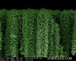 Nanotrees Convert Solar Energy into Hydrogen Fuel by Splitting Water