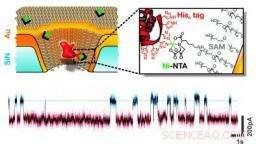 Solid‑State Protein Sensor Proves Versatile, Advancing Detection Capabilities
