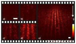 Quantum Interference Captured: Single Molecule Movie Reveals Wave‑Particle Duality