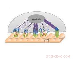 Innovative Bed-of-Nails Breast Implant Hinders Cancer Cell Growth