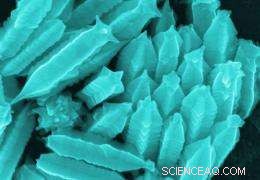 Nanostar Fruits: The Golden Future of Research