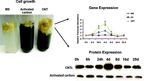 Carbon Nanotubes Double Plant Cell Culture Growth, Boosting Industrial Production