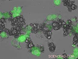 Tiny Nano-Factories Produce Proteins on Demand