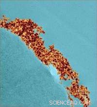 Nanotech-Enhanced Cotton: Expanding Fiber Innovation for Sustainable Apparel