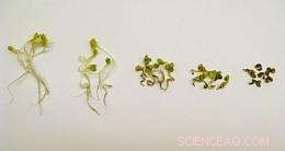 Research Reveals Nanoparticles Heighten DNA Damage in Plants