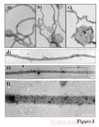 Magnet-Making Bacteria: A New Frontier in Computer Storage and Speed