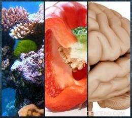 Innovative Method Consistently Produces Complex, Wavy Hydrogel Structures