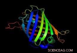 Fluorescent Protein-Based Non-Invasive Thermometer Measures Cell Temperature