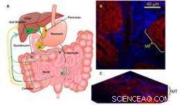 How Nanomedicines Navigate the Body: Insights into Polymeric Micelle Recirculation