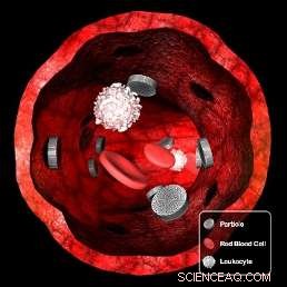 Discovering the Ideal Shape for Cancer-Targeting Nanoparticles