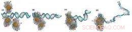 Gold Nanoparticles Demonstrate Ability to Unzip DNA, Revealing New Mechanism