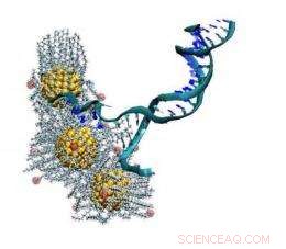 Gold Nanoparticles Demonstrate Ability to Unzip DNA, Revealing New Mechanism