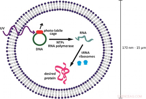 Tiny In-Body Factories: Engineers Create DNA-Driven Microcapsules for Targeted Drug Production