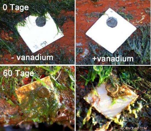 Nanoparticle Bactericidal Coatings Effectively Halt Marine Biofouling