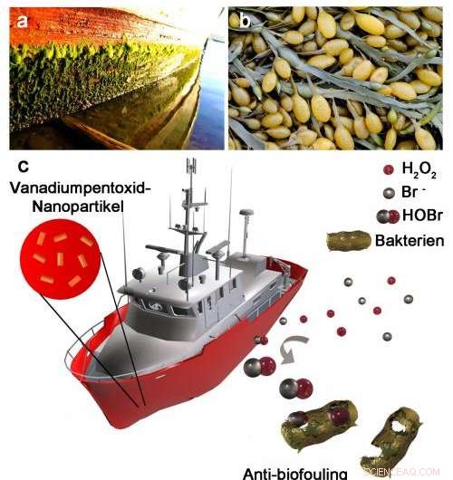 Nanoparticle Bactericidal Coatings Effectively Halt Marine Biofouling