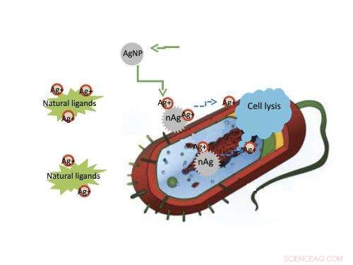 Silver Nanoparticles Fight Bacteria by Releasing Toxic Ions