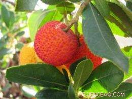 Eco-Friendly Silver Nanoparticle Production Using Strawberry Tree Leaves