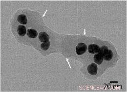 Eco-Friendly Silver Nanoparticle Production Using Strawberry Tree Leaves