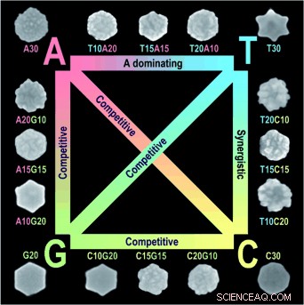 DNA Drives Gold Nanoparticle Shape: Stars, Hexagons, and Circles