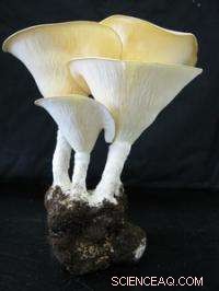 Developing Selenium‑Based Anti‑Cancer Nanoparticles from Tiger Milk Mushroom Polysaccharide‑Protein Complex