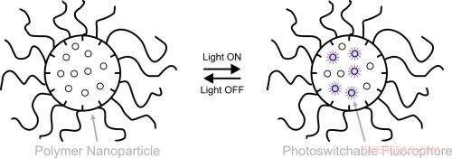Engineering Water‑Soluble Fluorescent Molecules to Illuminate Biological Processes