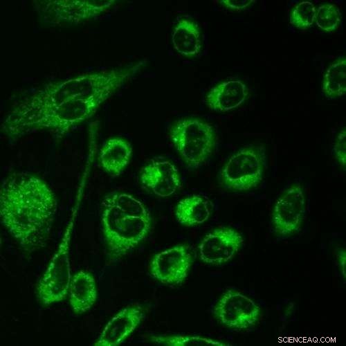 Engineering Water‑Soluble Fluorescent Molecules to Illuminate Biological Processes
