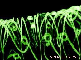 Scientists Embed Nanoscale Sensors into Artificial Tissues, Bridging Bioengineering and Electronics