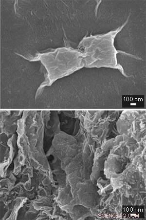 Graphene Materials Kill Bacteria via Two Proven Mechanisms