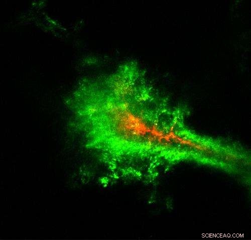 PEG Polymer Coating Enables Nanoparticles to Penetrate the Brain