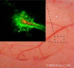 Enhanced Nanoparticles Accelerate Drug Delivery Across the Blood–Brain Barrier