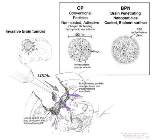 Enhanced Nanoparticles Accelerate Drug Delivery Across the Blood–Brain Barrier