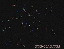 Rice University Labs Unveil Efficient Method for Measuring Single-Walled Nanotubes