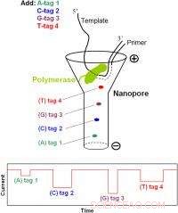 New Single-Molecule Electronic DNA Sequencing Technique Introduced by Researchers