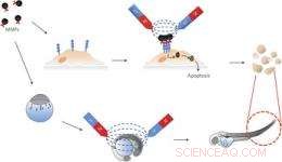 Magnet‑Induced Apoptosis: A Novel Targeted Cancer Therapy