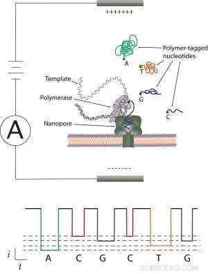 Engineers Pioneer Affordable Nanopore DNA Sequencing Technique