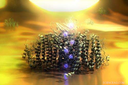 Revolutionary Single-Molecule Solar Cell: Protein Complex Powers Electric Current