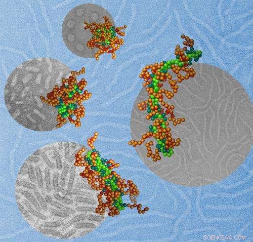Shape of DNA Nanoparticles Crucial for Effective Therapy, Scientists Find