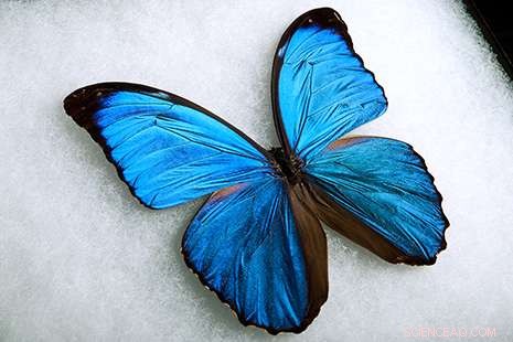 Butterfly Wings Inspire Cutting-Edge Surfaces: Biomimicry Drives Nanotech Innovation