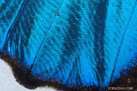 Butterfly Wings Inspire Cutting-Edge Surfaces: Biomimicry Drives Nanotech Innovation