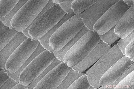 Butterfly Wings Inspire Cutting-Edge Surfaces: Biomimicry Drives Nanotech Innovation