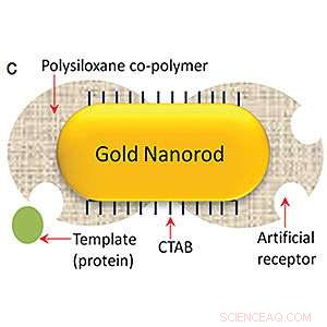 Revolutionary Protein Detection Method Promises Simplified Kidney Disease Diagnosis