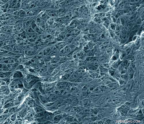 Research Indicates Carbon Nanotubes Shield DNA from Oxidative Damage