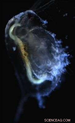 Nanoparticles Pose Greater Environmental Threat Than Previously Assumed, New Study Reveals