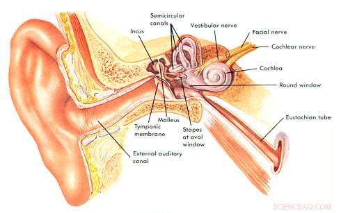 Multifunctional Nanoliposome Therapy: A Promising Treatment for Hearing Disorders