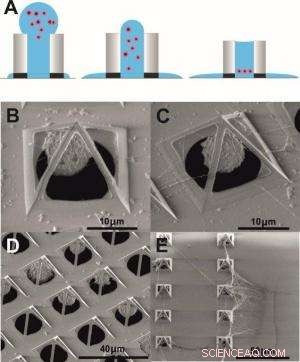 Micro‑Pyramid Platforms Capture Living Cells for Advanced Bio‑Research