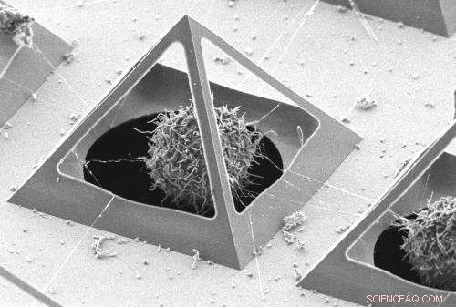 Micro‑Pyramid Platforms Capture Living Cells for Advanced Bio‑Research